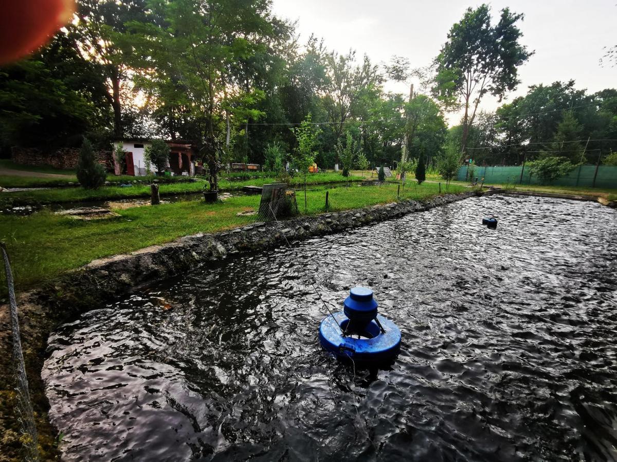 Pensiunea Casa Moga Bucium  Dış mekan fotoğraf